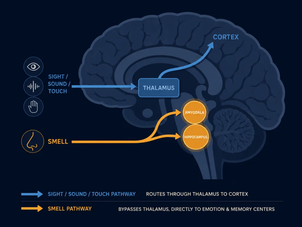 Flat cross-section illustration of the human brain showing olfactory pathway bypassing the thalamus and connecting directly to the amygdala and hippocampus, dark slate background, Kurzgesagt style