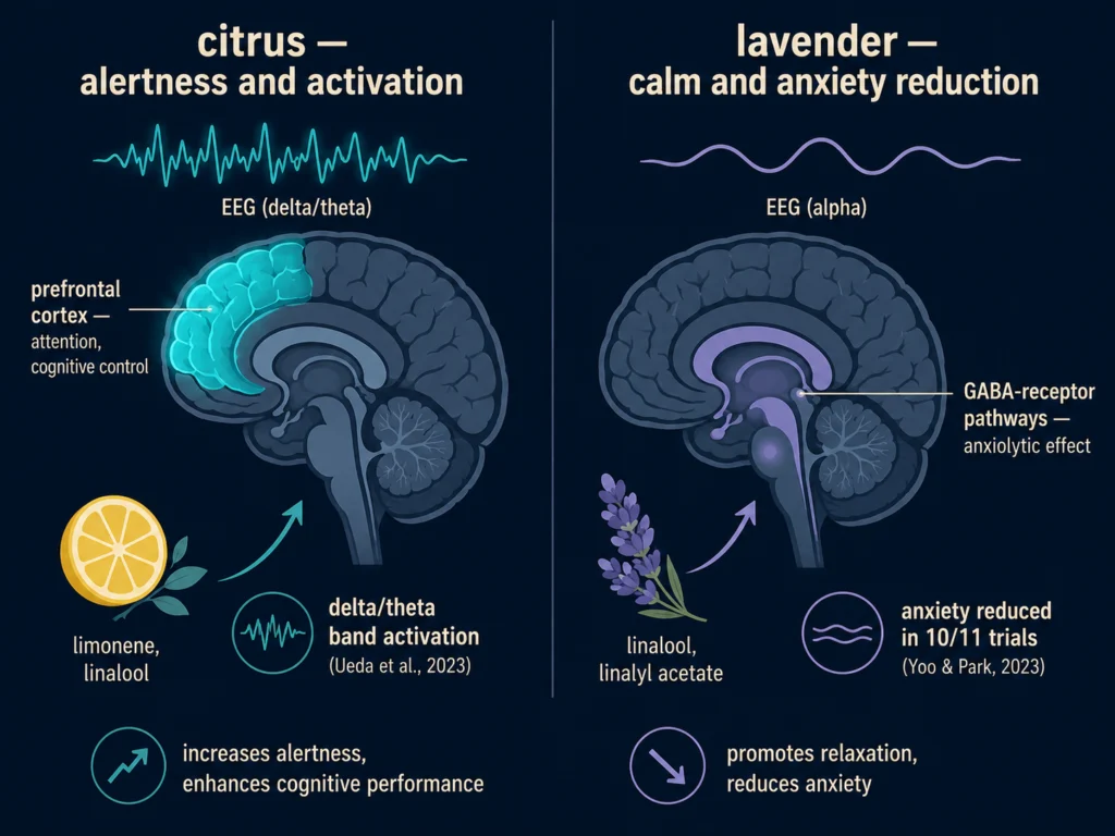 Flat two-panel brain diagram showing citrus scent producing prefrontal cortex activation associated with alertness on the left, and lavender scent producing GABA-receptor calming associated with anxiety reduction on the right, dark background, Kurzgesagt style