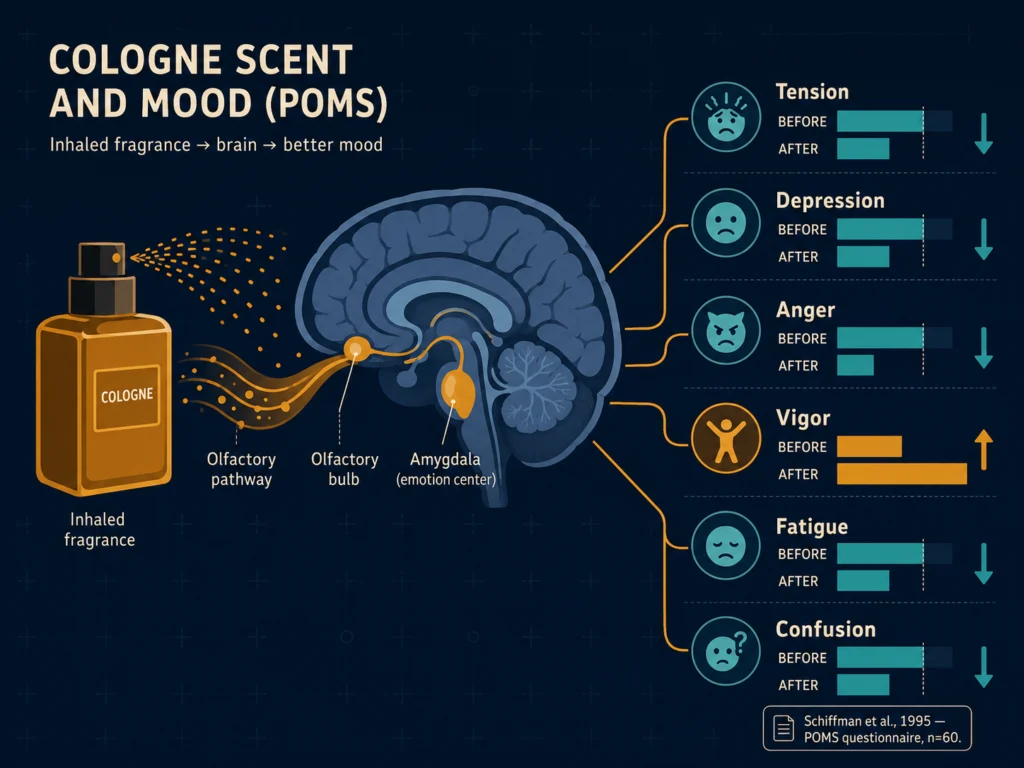 Flat illustration showing a cologne bottle connected by olfactory pathways to a brain with six mood dimension indicators: tension, depression, anger, vigor, fatigue, and confusion, all shown improving, dark navy background, Kurzgesagt style